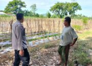 Ketahanan Pangan: Bhabinkamtibmas Labuapi Edukasi Pemanfaatan Pekarangan Rumah