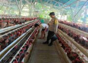 Bhabinkamtibmas Gerung Sambang Peternak Ayam, Sinergi Jaga Produksi Telur