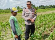Bhabinkamtibmas Dorong Petani Jagung Telagawaru