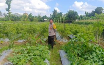 Strategi Polsek Gerung Perkuat Ketahanan Pangan Nasional