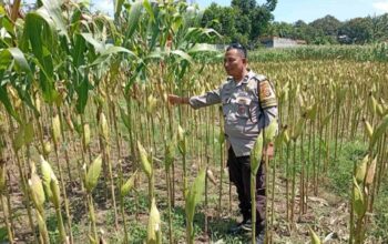 Strategi Polsek Labuapi Tingkatkan Produksi Jagung NTB