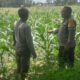 Polsek Labuapi Dampingi Petani Jagung di Bagik Polak Barat