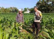 Bhabinkamtibmas Edukasi Warga Sandik Manfaatkan Lahan Tidur