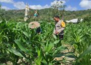 Bhabinkamtibmas Gerung Dukung Produktivitas Petani