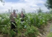 Bhabinkamtibmas Gerung Ajak Warga Beleka Mandiri Pangan