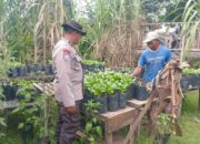 Polsek Batulayar Dampingi Pembibitan Sayur di Lahan Pekarangan Warga