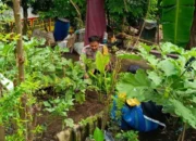 Inovasi Desa Perampuan: Sulap Lahan Sempit Jadi Greenhouse Produktif