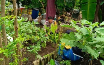 Inovasi Desa Perampuan: Sulap Lahan Sempit Jadi Greenhouse Produktif