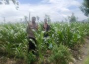 Dukung Ketahanan Pangan, Bhabinkamtibmas Beleke Bina Petani di Lahan Jagung
