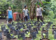 Upaya Desa Batulayar Wujudkan Kemandirian Pangan Lewat Greenhouse