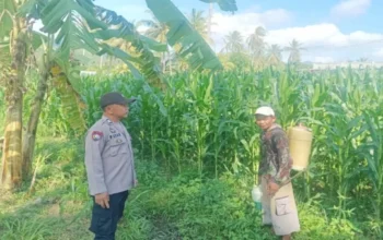 Sinergi Bhabinkamtibmas dan Peternak Gerung Perkuat Pangan