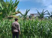 Polri Dampingi Petani Jagung Karang Bongkot Lombok Barat