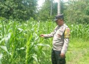 Bhabinkamtibmas Sekotong Tinjau Lahan Jagung Warga