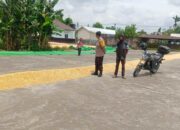 Stok Jagung Melimpah, Bhabinkamtibmas Gerung Kawal Distribusi Pangan