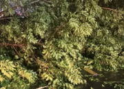 Cuaca Ekstrem di Lombok Barat, Polsek Batulayar Evakuasi Pohon Tumbang