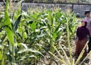 Bhabinkamtibmas Ubah Lahan Tidur Labuapi Jadi Kebun Produktif