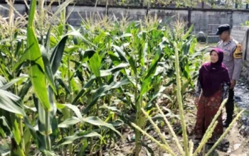 Bhabinkamtibmas Ubah Lahan Tidur Labuapi Jadi Kebun Produktif