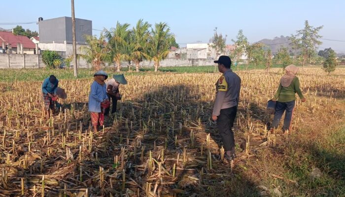 Bhabinkamtibmas Desa Karang Bongkot Dorong Petani Sukseskan Swasembada Pangan